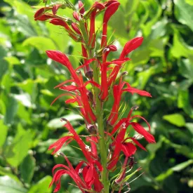 Cardinal Flower Seed Pack