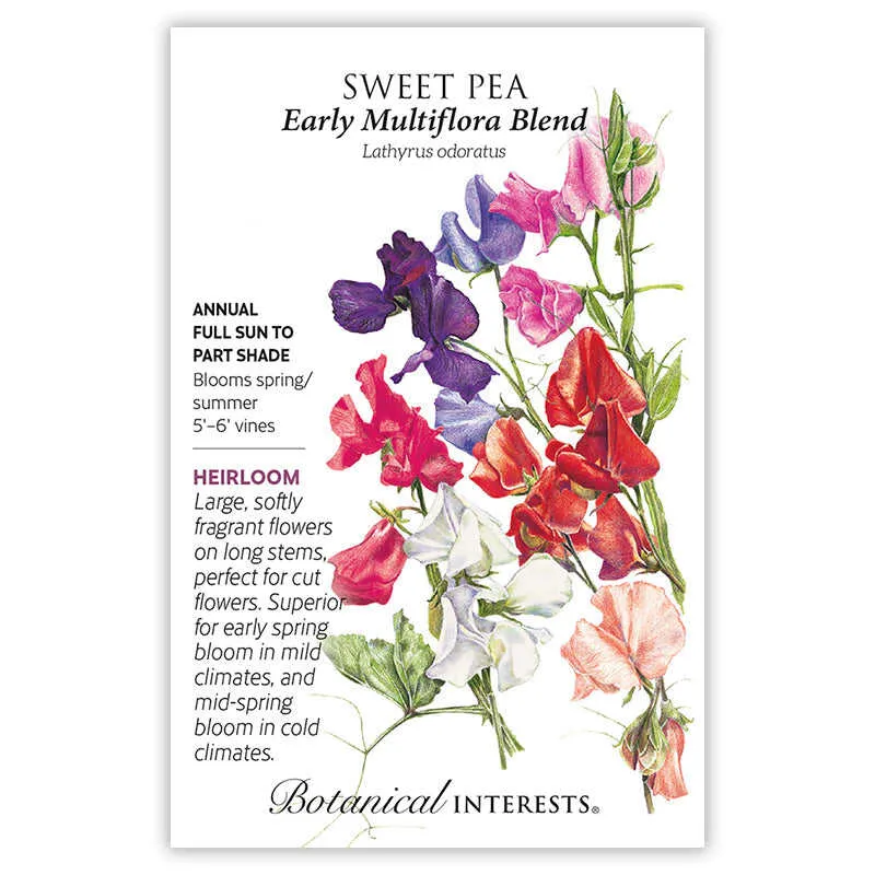 Early Multiflora Blend Sweet Pea Seeds