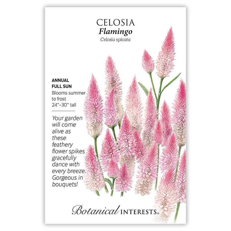 Flamingo Celosia Seeds