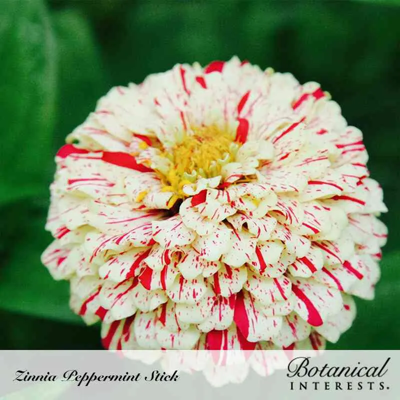 Peppermint Stick Zinnia Seeds