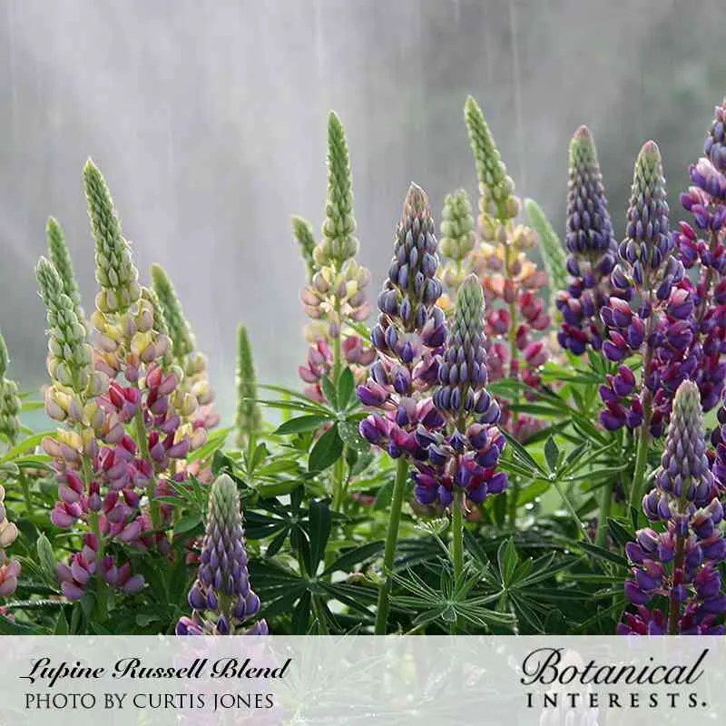 Russell Blend Lupine Seeds